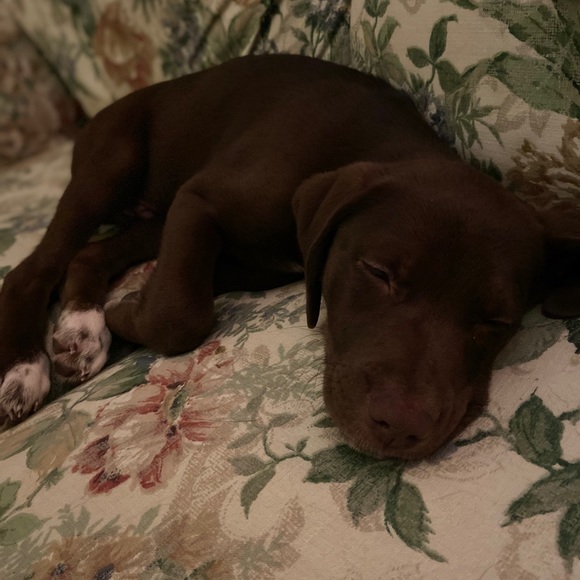 Meet your Posher, Xander - Picture 1 of 1